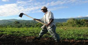 Agriculture-Haiti